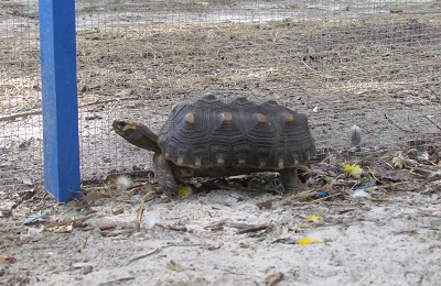 tortoise with shell pyramiding, a form of bone disease